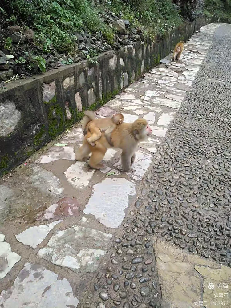 山西晋城莽河国家自然保护区猴山